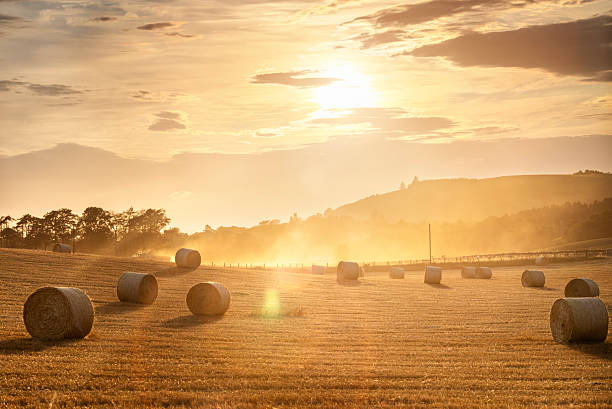 istock Hay bales in golden field with sunset summer background 2231302397