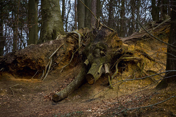 Closeup of an exposed tree root in a forest