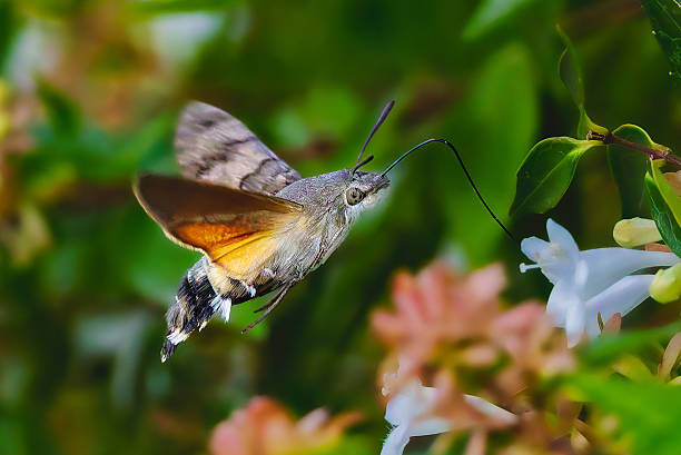 istock hummingbird hawk-moth foraging close-up 2231303996
