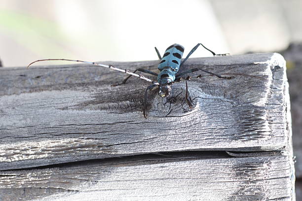 Blue Longhorn Beetle with Black Spots (Rosalia batesi) in Japan