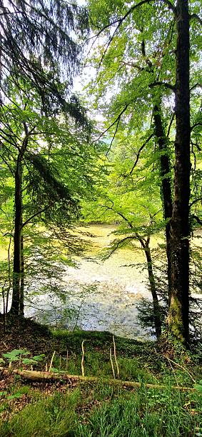 istock in forest - Ruhpolding Bavaria 2231307578