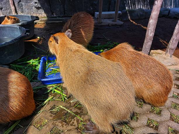 istock fluffy capybara or hydrochoerus hydrochaeris with brown fur sitting on the ground 2231307955