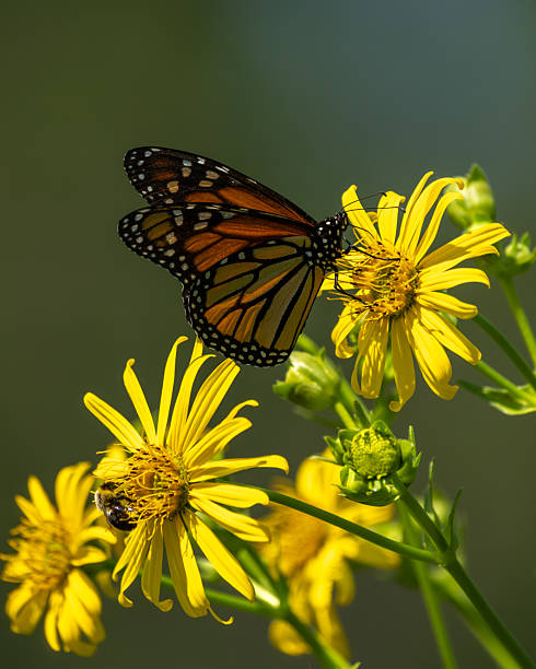 istock A Monarch butterfly feeding on a yellow flower 2231308222