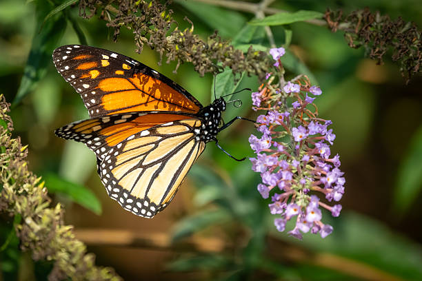 istock Monarch butterfly feeding on a purple lilac flower 2231308247