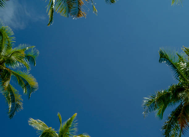 Tropical coconut trees tower against a backdrop of a bright blue sky and wispy white clouds. This tropical setting evokes the feeling of vacation, nature, and the calming beauty of the beach. Perfect for travel, summer, and tropical exoticism themes.