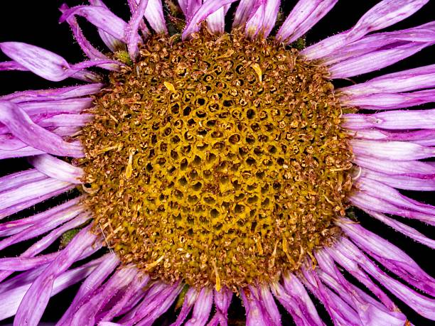 Single purple flower. Osteospermum, Cape Marguerite, African daisies