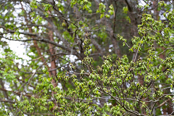 Frostbitten branches and leaves on an oak tree in the forest in spring