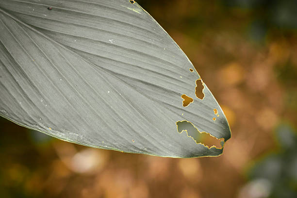 Close-up of the green leaf tip with a blurred background