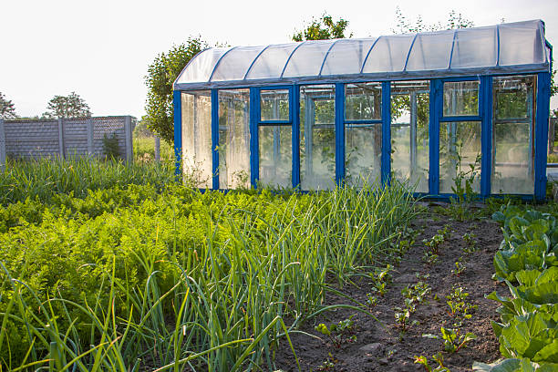 istock Homemade greenhouse. 2231318059