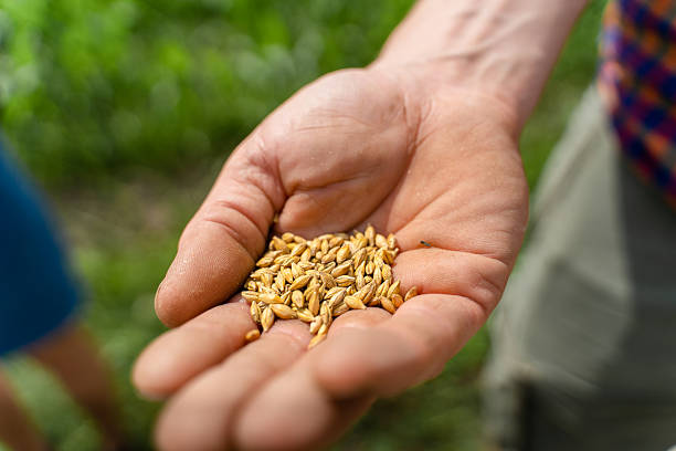 Hand full of organic barley, Cadenazzo, Ticino