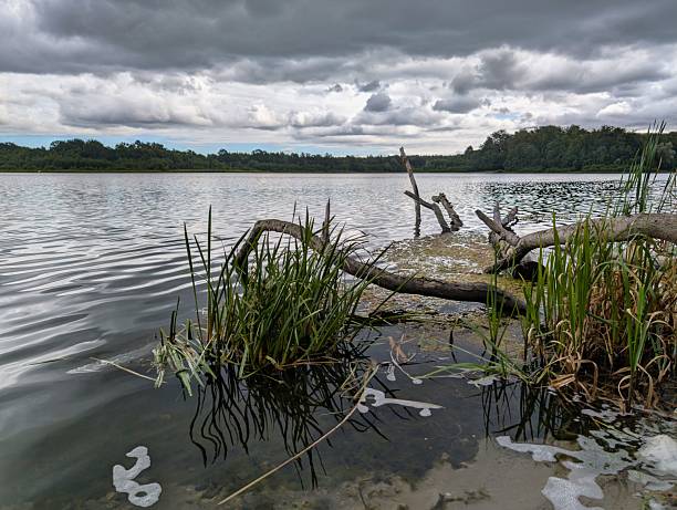 Clouds gather ominously over a tranquil lake, where gentle ripples disturb the mirrored surface. Green reeds and driftwood outline the water's edge, creating a peaceful natural setting.