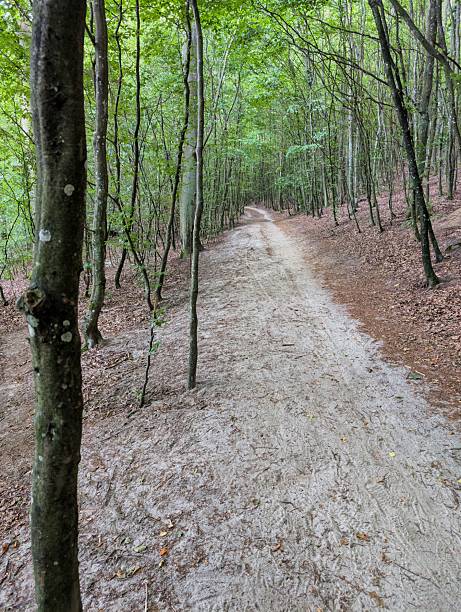 istock Pathway through a lush forest leading into a tranquil natural setting during early afternoon hours 2231320052
