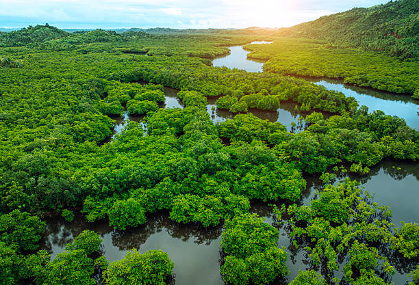 istock Lush Mangrove Forest With Winding River on Siargao Island at Sunset 2231320066