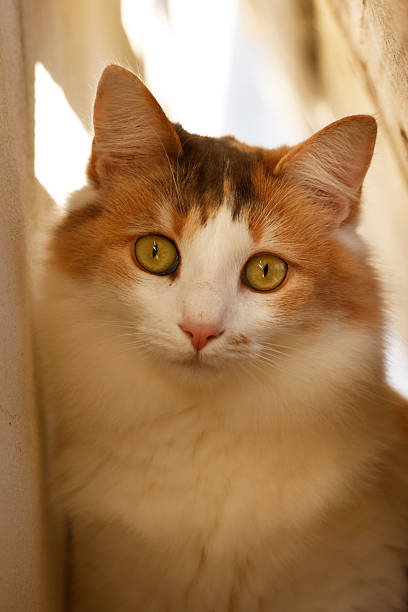 istock White cat with green eyes 2 2231320119