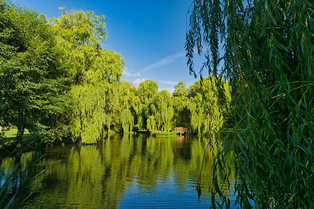 istock Serene reflection of lush trees in calm water at a tranquil park during midday 2231320139