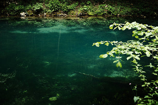 Crystal-clear spring water with tree branch in foreground at Krupajsko vrelo, Serbian nature without people. Emerald water with overhanging branch.
