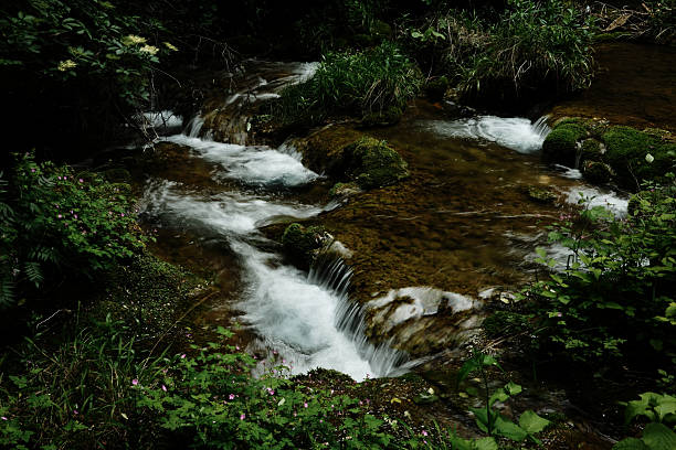 istock A shallow forest stream flowing over moss-covered rocks and surrounded by wild green plants and flowers. Small mountain river, Serbian nature in spring time. 2231320389