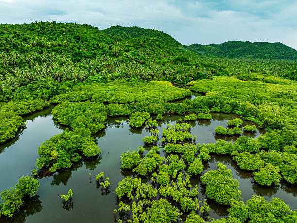 istock Lush Mangrove Forests on Siargao Island with Pristine Waters 2231320423