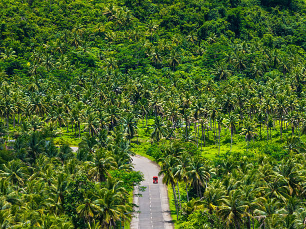 Row of palm trees in the middle of a sugar cane plantation, Mauritius