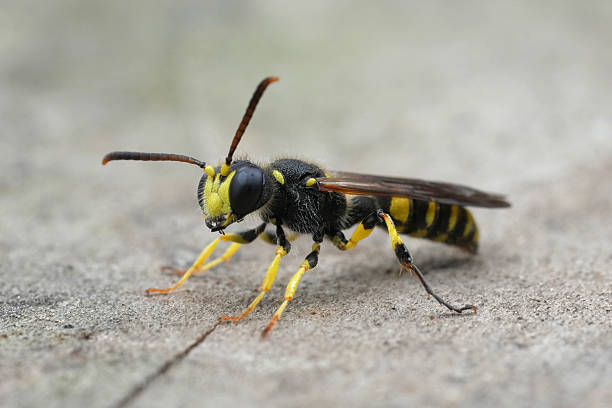 istock Closeup on a bright colored Sand Tailed Digger Wasp, Cerceris arenaria 2231324222