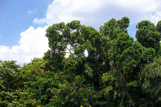 Tropical treetops in dark green color