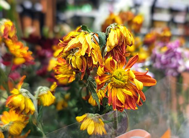 Chrysanthemum - Withered daisy flowers in a flower shop