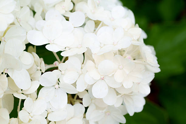 istock soft yellow hydrangea inflorescence close-up elegance and peace of nature 2231334033
