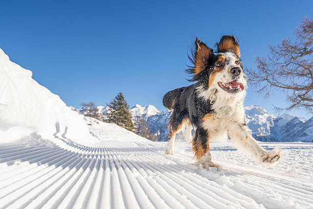 Low angle view of Boarder Collie running along groomed ski track, Ticino Canton, Swiss Alps