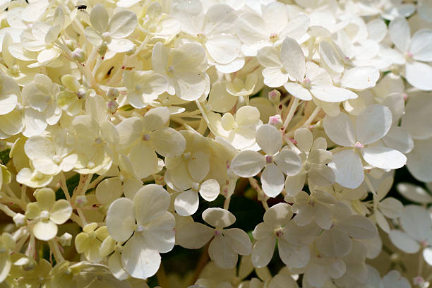 istock soft yellow hydrangea inflorescence close-up elegance and peace of nature 2231334811