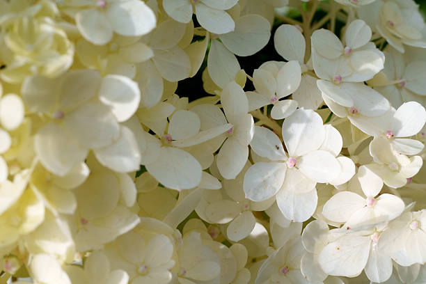 istock soft yellow hydrangea inflorescence close-up elegance and peace of nature 2231334846