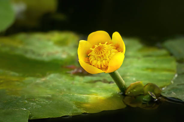 istock Yellow water-lily (Nuphar lutea) flower in close-up 2231337476