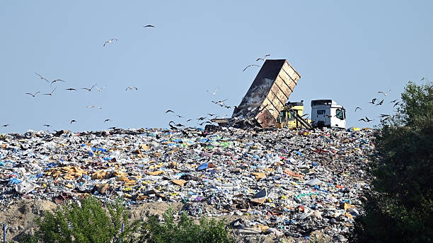 Garbage dumper truck operating on a pile of waste in a landfill site with seagulls against blue sky in widescreen format