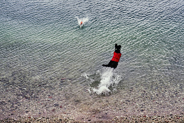 rescue dog dives into the water