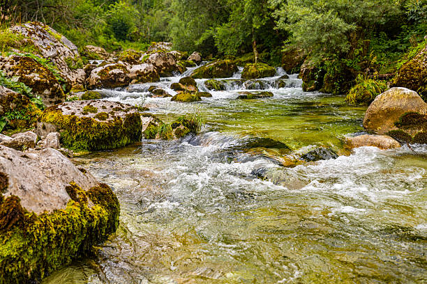 Shallow river with crystal clear water flows over moss-covered rocks surrounded by dense green vegetation. The natural mountain stream creates small rapids in a forested landscape.