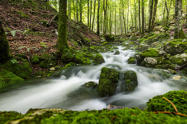 Small forest stream with rapids flows over mossy rocks and boulders. The woodland landscape is filled with vibrant greenery and flowing water.