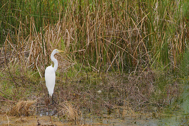 istock Serene White Egret Standing in a Marsh Surrounded by Lush Vegetation 2231345443