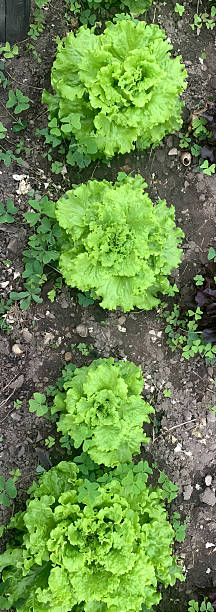 istock Fresh green lettuce growing in vegetable garden 2231345948