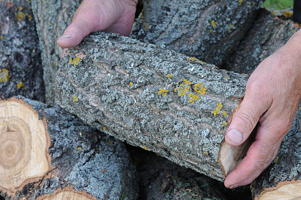A cut wooden log in a man's hands, close-up