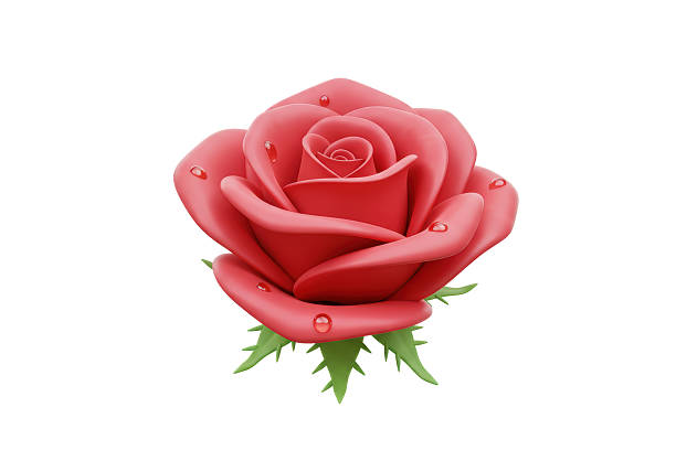 Isolated Red Rose with Water Droplets