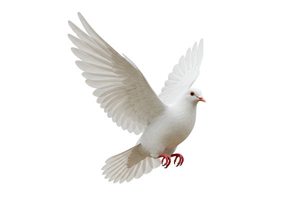 istock Isolated Dove Flying Upward with Spread Wings in Soft Light 2231353434