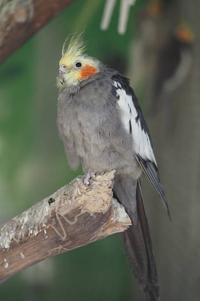 istock Cockatiel perched on a branch in a lush green environment 2231354173