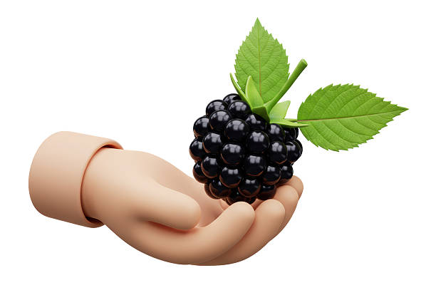Isolated Hand Offering a Fresh Ripe Blackberry with Leaves