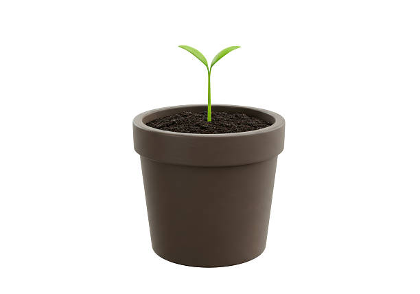 istock Isolated Young Plant in Pot 2231354854