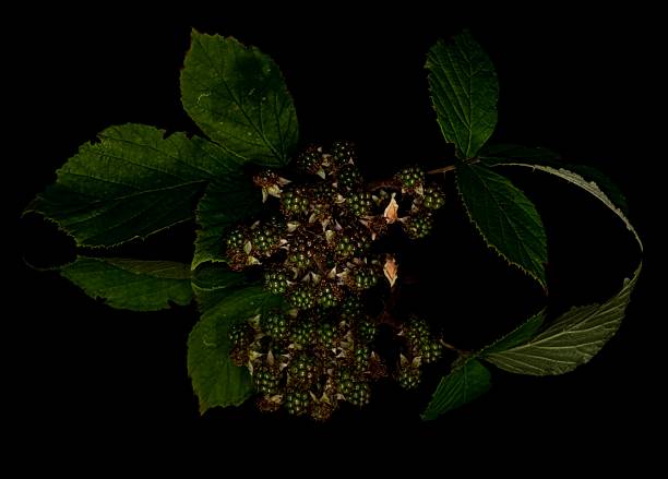 Wild Blackberry Plant & Mirror Reflections.