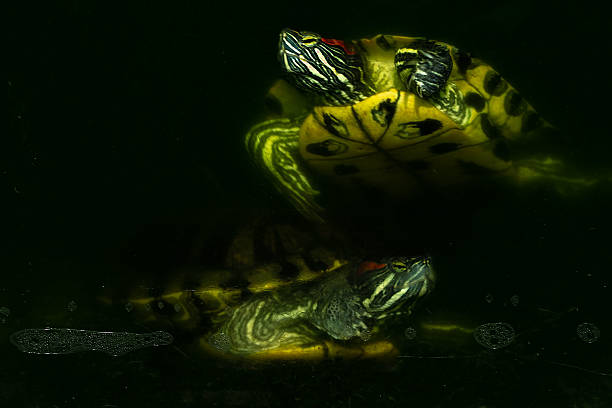 Close up Brazilian Red Eared Slider Turtles, which is famous for its greenish color, is one of the most popular types of tortoise in Indonesia,  Brazilian tortoise