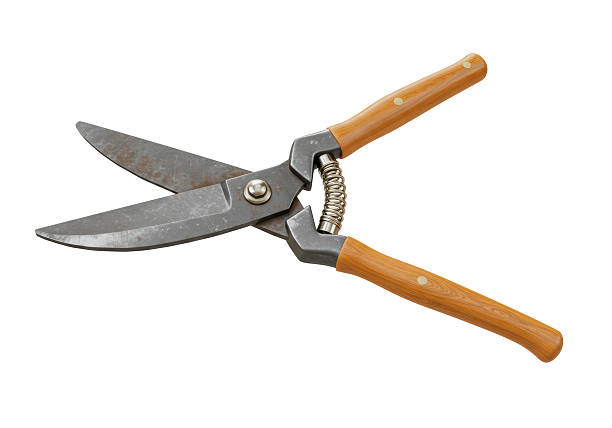 istock Isolated Vintage Grass Shears with Wooden Handles 2231355850