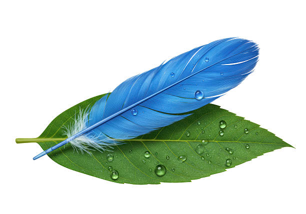 Isolated Blue Feather Resting on Dew-Kissed Green Leaf
