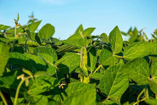 istock Vibrant soy plants flourish in rows, basking under the sun with a bright blue sky overhead in a rural farming area 2231357180