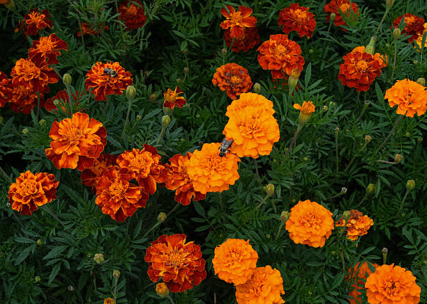 istock Bright orange and red marigold flowers in full bloom with bees on them. 2231357520
