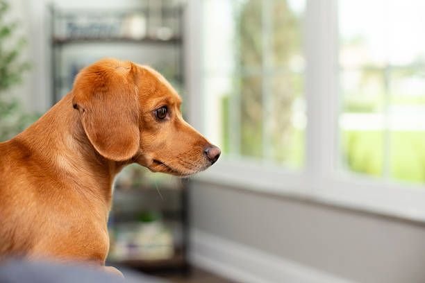 Adorable Dachshund (3/4) and Jack Russell Terrier (1/4) mix dog on a couch inside a residential home looking outside through a window. Cute little domestic animal pet with golden brown fur.